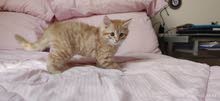 (Kitten for sale (UPDATE - قط للبيع اورانج ماين كوون مكس (تحديث - فقط متوفر قط واحد) (Kitten for sale (UPDATE - قط للبيع اورانج ماين كوون مكس (تحديث - فقط متوفر قط واحد)