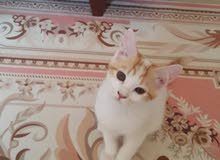 قطط صغيره قطط صغيره