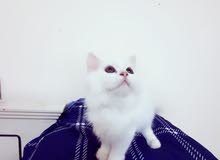 Persian kitten Persian kitten