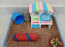 هامستر مع مكان مجهز للبيع (وغرض مجاني) (Hamster with ready place and (FREE THING