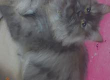 قطه للبيع انثا قطه للبيع انثا