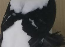 السلام عليكم شباب متاح فحل سكسوني اسود بلعواشر السلام عليكم شباب متاح فحل سكسوني اسود بلعواشر