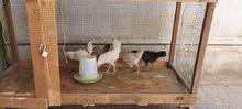 cage for hen / birds قفص للدجاجة / الطيور cage for hen / birds قفص للدجاجة / الطيور