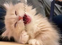 قطه للبيع قطه للبيع