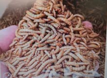 قبابي حي ميل ورم قبابي حي ميل ورم