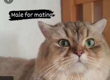 للتزاوج mating للتزاوج mating