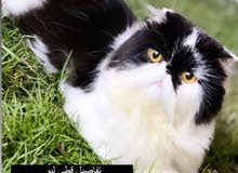 قط للتزاوج قط للتزاوج