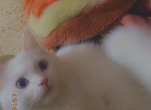 قطه للبيع قطه للبيع