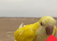 للبيع كويكر و باينابل كنيور ربوه هدد خارجي للبيع كويكر و باينابل كنيور ربوه هدد خارجي