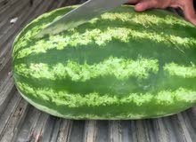 water melon water melon