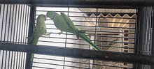 urgent sale ringneck parrots urgent sale ringneck parrots