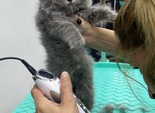 قطط صغيره قطط صغيره