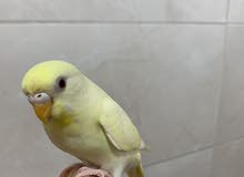 Yellow Budgie red eyes for sale بادجي أصفر عيون حمر للبيع Yellow Budgie red eyes for sale بادجي أصفر عيون حمر للبيع