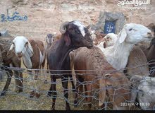 خرفان سوداني جبل الغربي فرسطاء