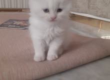 قطط للببع قطط للببع