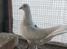 بطاريق زوج بطاريق زوج