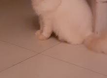 pour accouplement j'ai un chat pure race pour accouplement j'ai un chat pure race