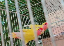 طيور حب و روز و فيشر