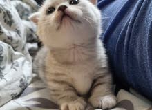 Male cat Male cat