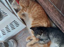 special offer for one day (thursday) beautiful kittens of various ages with huge tails special offer for one day (thursday) beautiful kittens of various ages with huge tails