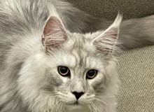 Maine Coon Maine Coon