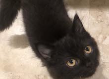 5 month old male Himalayan cat 5 month old male Himalayan cat