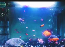 Fish Aquarium 60 x 30 x 48cm