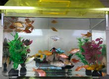 Mixed 32 Rosy Barb and MollyFish Aquarium For Sale