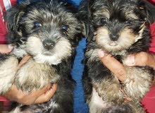 YORKSHIRE TERRIER YORKSHIRE TERRIER