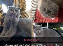 for mating للتزاوج for mating للتزاوج