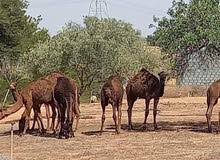 حوار وطني للبيع 8روس تاجوراء بالقطعة او جملة مع بعض حوار وطني للبيع 8روس تاجوراء بالقطعة او جملة مع بعض