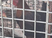 ديك بلدي ديك بلدي
