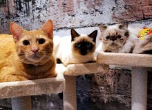 Three lovely cats for sales Three lovely cats for sales