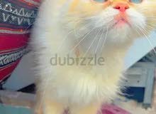 picky face cat picky face cat