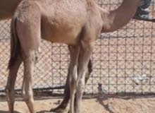 جمل عمر صغير جمل عمر صغير