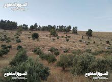 Farm Land for Sale in Mafraq Rhab