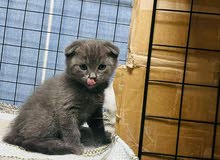 British Scottish Kitten British Scottish Kitten