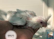 Albino cockatiel chicks for sale Albino cockatiel chicks for sale