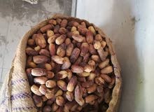 بلح قنديل بلح قنديل
