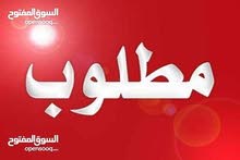 مطلوب دجاج عرب بياض مطلوب دجاج عرب بياض