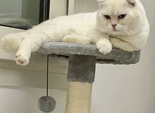 Scottish Fold Male for Mating Scottish Fold Male for Mating