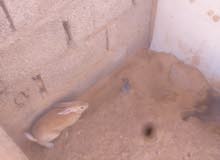 أرانب للبيع كبير 35ومتوسط 25وصغير 15 أرانب للبيع كبير 35ومتوسط 25وصغير 15