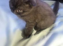 Scottish fold pure kitten Scottish fold pure kitten