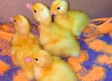 صوص بط صوص بط
