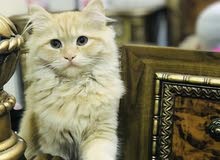 قطط نثيه وذكر شيرازي للبيع قطط نثيه وذكر شيرازي للبيع