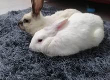 Rabbits for sale Rabbits for sale