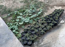 ورد الصباح بربع 250 ورد الصباح بربع 250