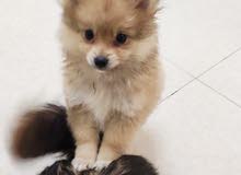 3month female pomrninan fox face. 10000 3month female pomrninan fox face. 10000