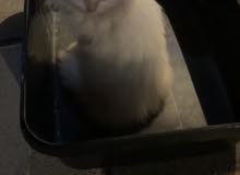 للبيع قط ذكر بيور للبيع قط ذكر بيور