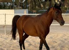 خيل فحل عربي اصيل حفيد عامر العمر 11 سنه متواجد في صلاله